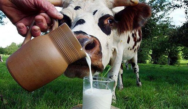 어린이를위한 우유 : 혜택 또는 해를?