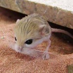 홈 jerboa : 유지 보수 및 관리 홈 jerboa : 유지 보수 및 관리