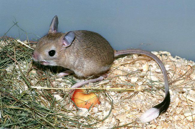홈 jerboa : 유지 보수 및 관리