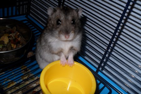 jungar hamsters의 감금소 사진