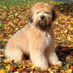 아일랜드 소프트 코팅 Wheaten 테리어 아일랜드 소프트 코팅 Wheaten 테리어