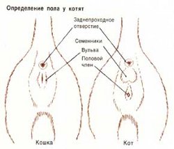 새끼 고양이의 성별을 결정하는 방법은 무엇입니까?