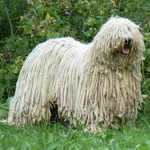 Komondor : 헝가리 양치기 개 Komondor : 헝가리 양치기 개