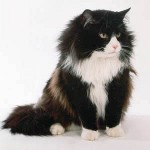 고양이 흘리기 : 어떻게해야합니까? 고양이 흘리기 : 어떻게해야합니까?