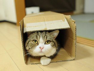 Cote Maru는 인터넷 스타입니다. Cote Maru는 인터넷 스타입니다.