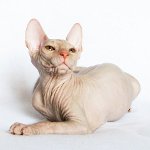 스핑크스의 고양이. 스핑크스를 돌보는 방법? 스핑크스의 고양이. 스핑크스를 돌보는 방법?