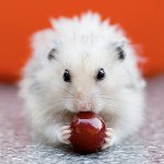 햄스터에게 먹이기 : 할 수 있고 할 수 없어요.