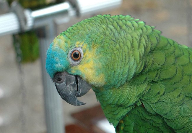 아마존 앵무새 : 내용, 배려, 먹이기
