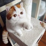 고양이의 번식 exot
