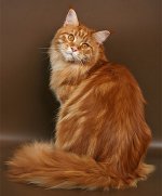 메인 Coon 고양이 품종
