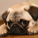개 pug 품종 개 pug 품종