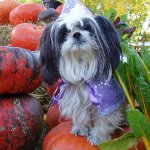 Shih Tzu 개 품종