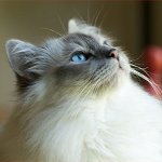 고양이 품종 : 버마어 고양이