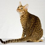 고양이의 유형 : ocicat 고양이의 유형 : ocicat