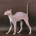 고양이 품종 : 상트 페테르부르크 스핑크스 고양이 품종 : 상트 페테르부르크 스핑크스