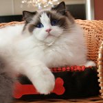 고양이의 유형 : ragdoll 고양이의 유형 : ragdoll