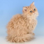 고양이의 새끼 : Selkirk rex