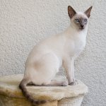 고양이 품종 : 샴 고양이 고양이 품종 : 샴 고양이