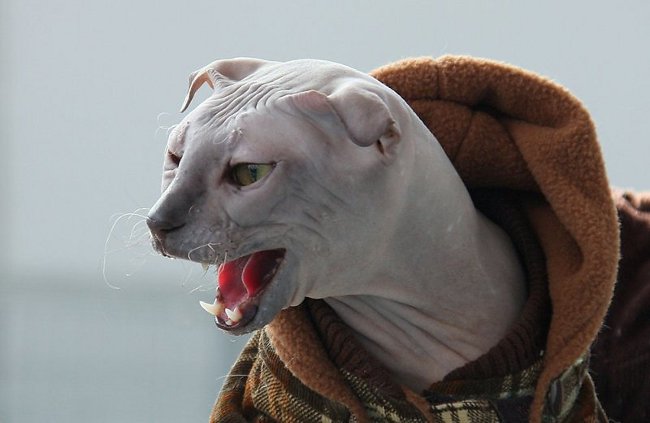 고양이의 유형 : 우크라이나어 lewk 고양이의 유형 : 우크라이나어 lewk