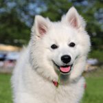 개 품종 : American Spitz