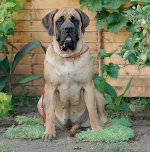 개 품종 : 영어 mastiff