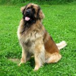 개 품종 : leonberger 개 품종 : leonberger