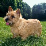 개 품종 : Norwich Terrier 개 품종 : Norwich Terrier