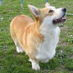 개 품종 : 웨일스 어 corgi pembroke