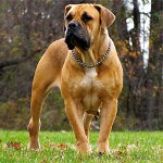 개 품종 : 남아프리카 공화국 Boerboel 개 품종 : 남아프리카 공화국 Boerboel