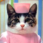 고양이 상처 고양이 상처