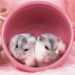 햄스터의 복제