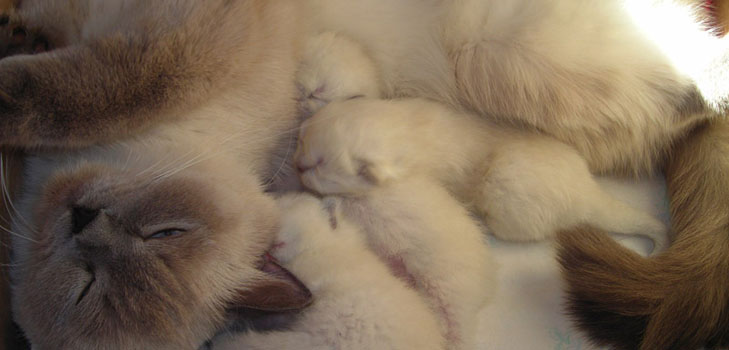 고양이 출산