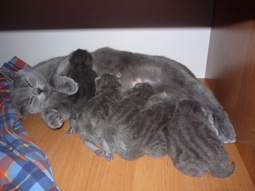 고양이 출산