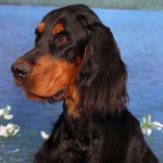 스코틀랜드 세터 (Gordon Setter)
