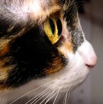 고양이 크 리프의 눈 : 어떻게 해야할지