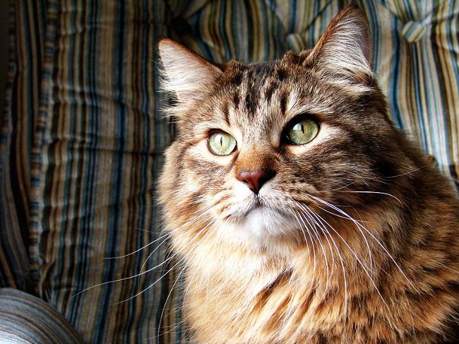 오래된 고양이 : 치료의 특징
