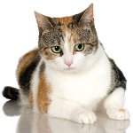 3 색 고양이