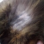 고양이 양털 있습니다.