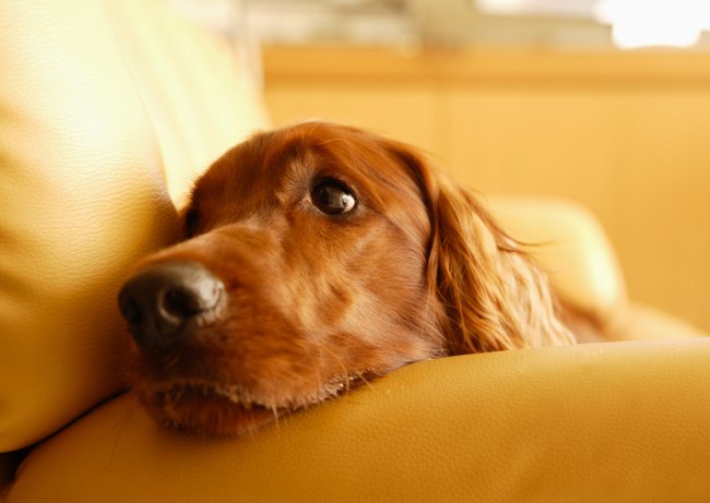 강아지의 눈이 훼방 : 어떻게해야합니까?