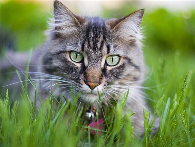 고양이가 잔디를 먹는 이유는 무엇입니까?