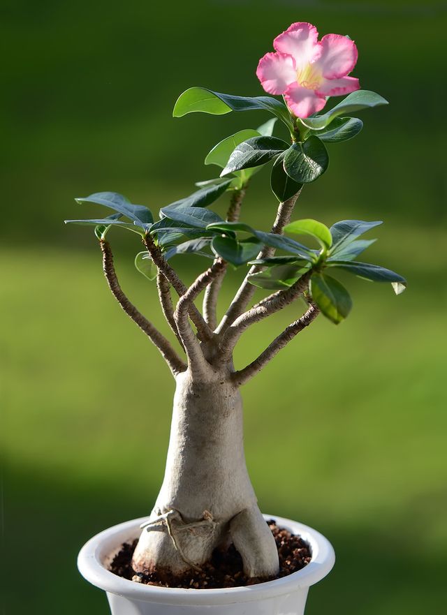 Adenium - 가정 간호 (사진, 비디오). 꽃 아데 늄을 제대로 관리하는 법