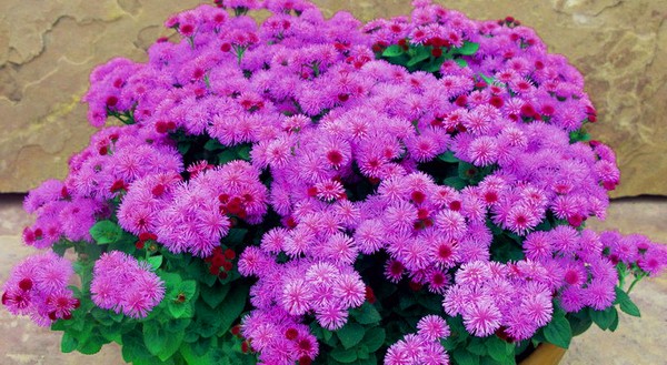 Ageratum : 심기 및 관리. 인기있는 품종