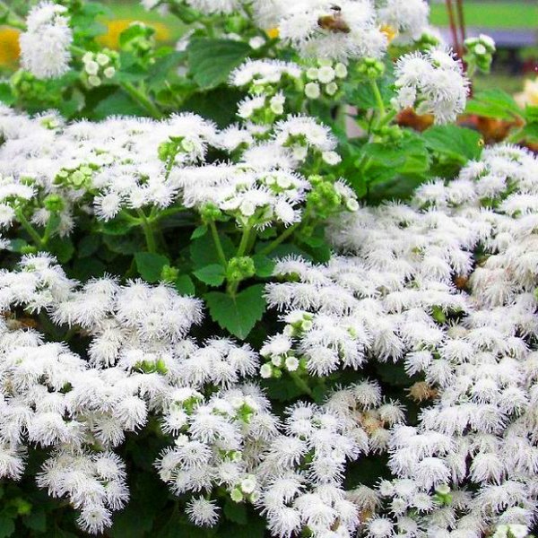 Ageratum : 심기 및 관리. 인기있는 품종