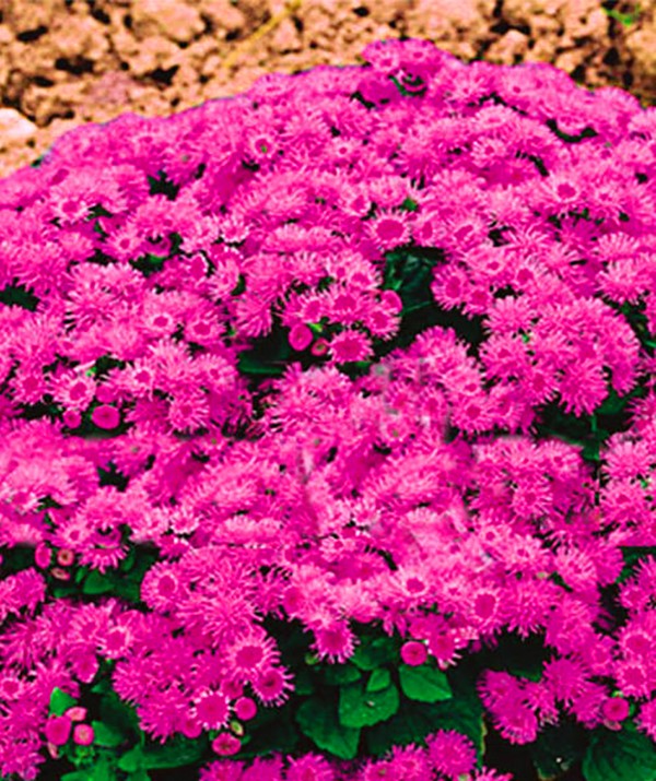 Ageratum : 심기 및 관리. 인기있는 품종