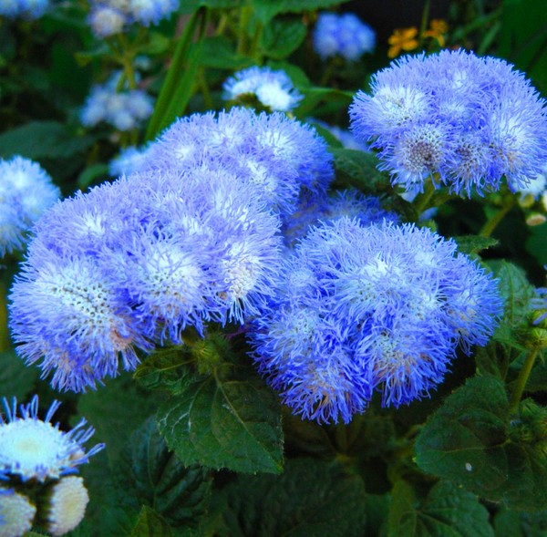 Ageratum : 심기 및 관리. 인기있는 품종