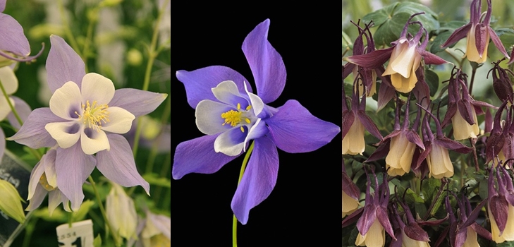 Aquilegia, 또는 엘프 신발