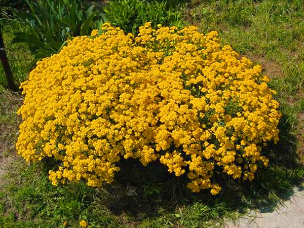 Alyssum : 심기 및 관리, 최상의 품종 사진