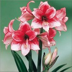 아마 릴리스와 hippeastrum : 쌍둥이 형제 아마 릴리스와 hippeastrum : 쌍둥이 형제