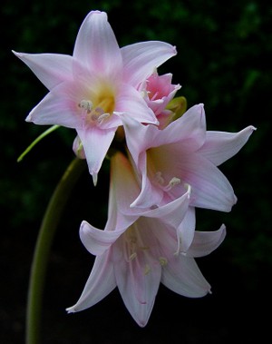 아마 릴리스와 hippeastrum : 쌍둥이 형제 아마 릴리스와 hippeastrum : 쌍둥이 형제