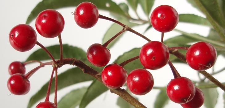 Ardisia : 관리 및 사진